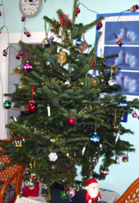 Der Weihnachtsbaum der Kita wurde von einer ehemaligen Mitarbeiterin gestiftet.