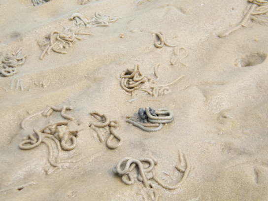 Viele kleine Sandhügel vom Wattwurm gemacht